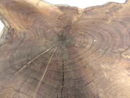 Overhead view of a dark brown English Walnut wood slice with irregular shape, prominent rings and cracks.