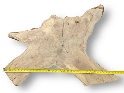Pale tan, irregularly shaped wood slice with a rough live edge, visible rings, cracks, and measuring tape.