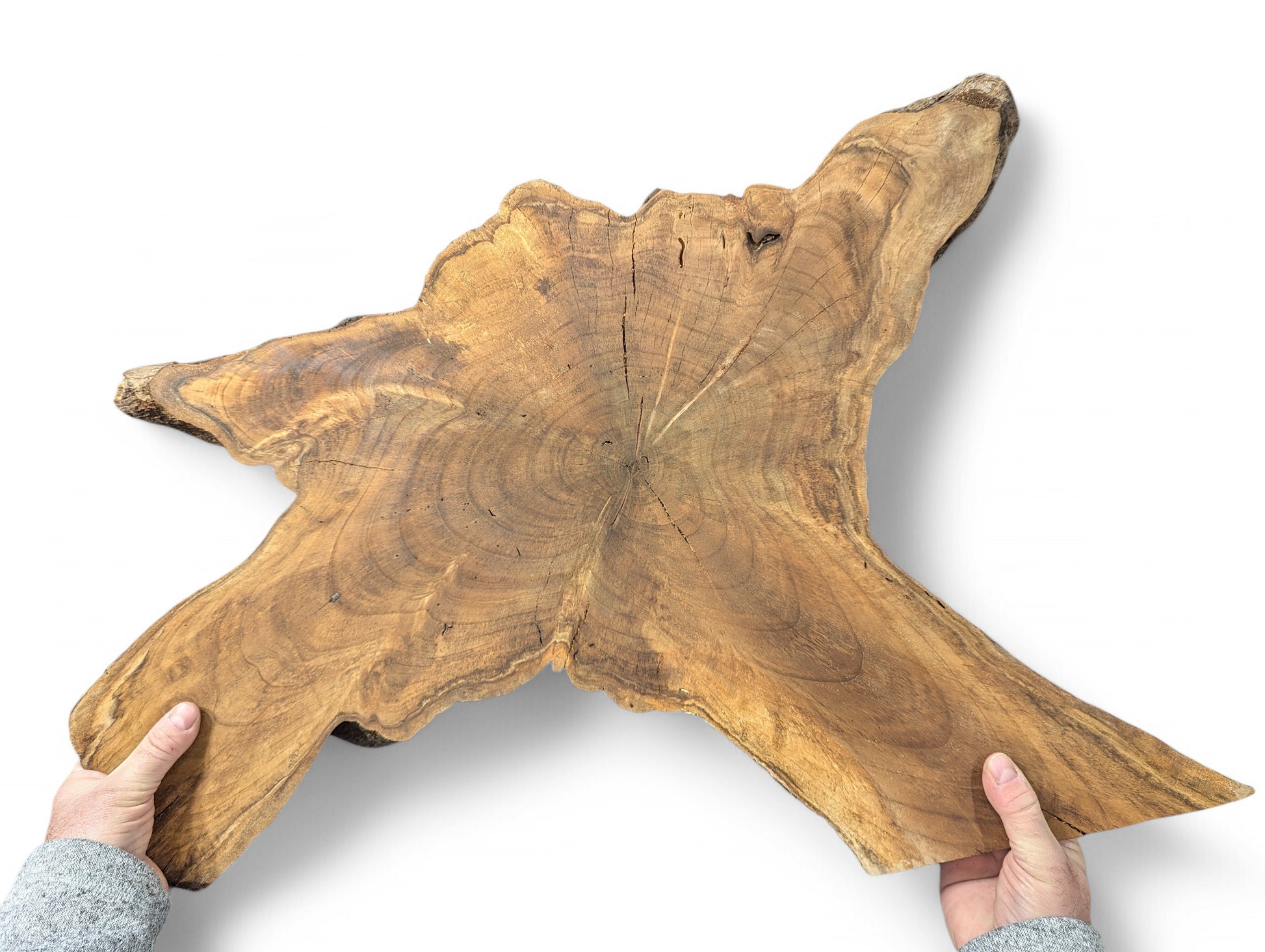 A large, irregular golden-brown English Walnut root wood slice with dark grain, held by two hands.