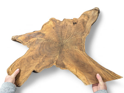 A large, irregular golden-brown English Walnut root wood slice with dark grain, held by two hands.