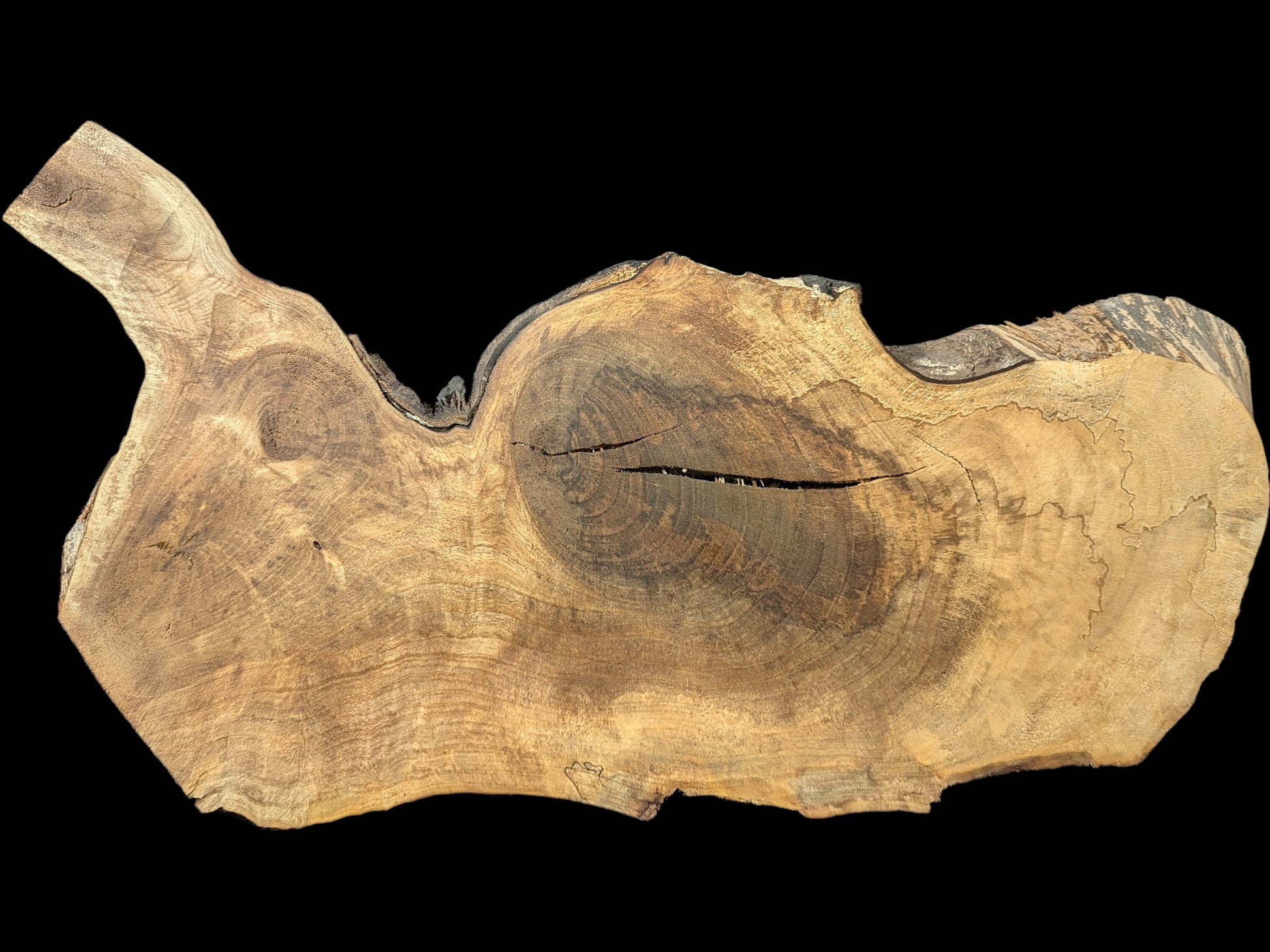 Walnut root wood slice featuring an irregular live edge, visible annual rings, varying brown colors, and fissures.
