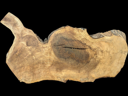 Walnut root wood slice featuring an irregular live edge, visible annual rings, varying brown colors, and fissures.
