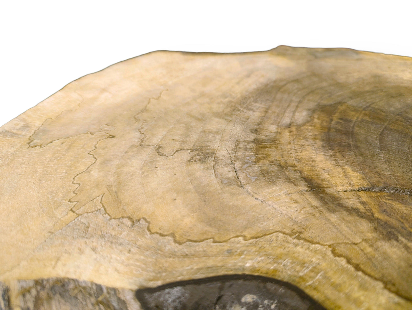 Close-up of a light brown wood slice with irregular edges, distinct growth rings, and natural surface variations.