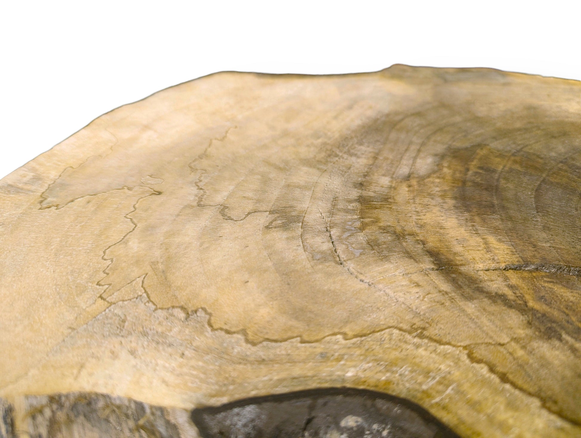 Close-up of a light brown wood slice with irregular edges, distinct growth rings, and natural surface variations.