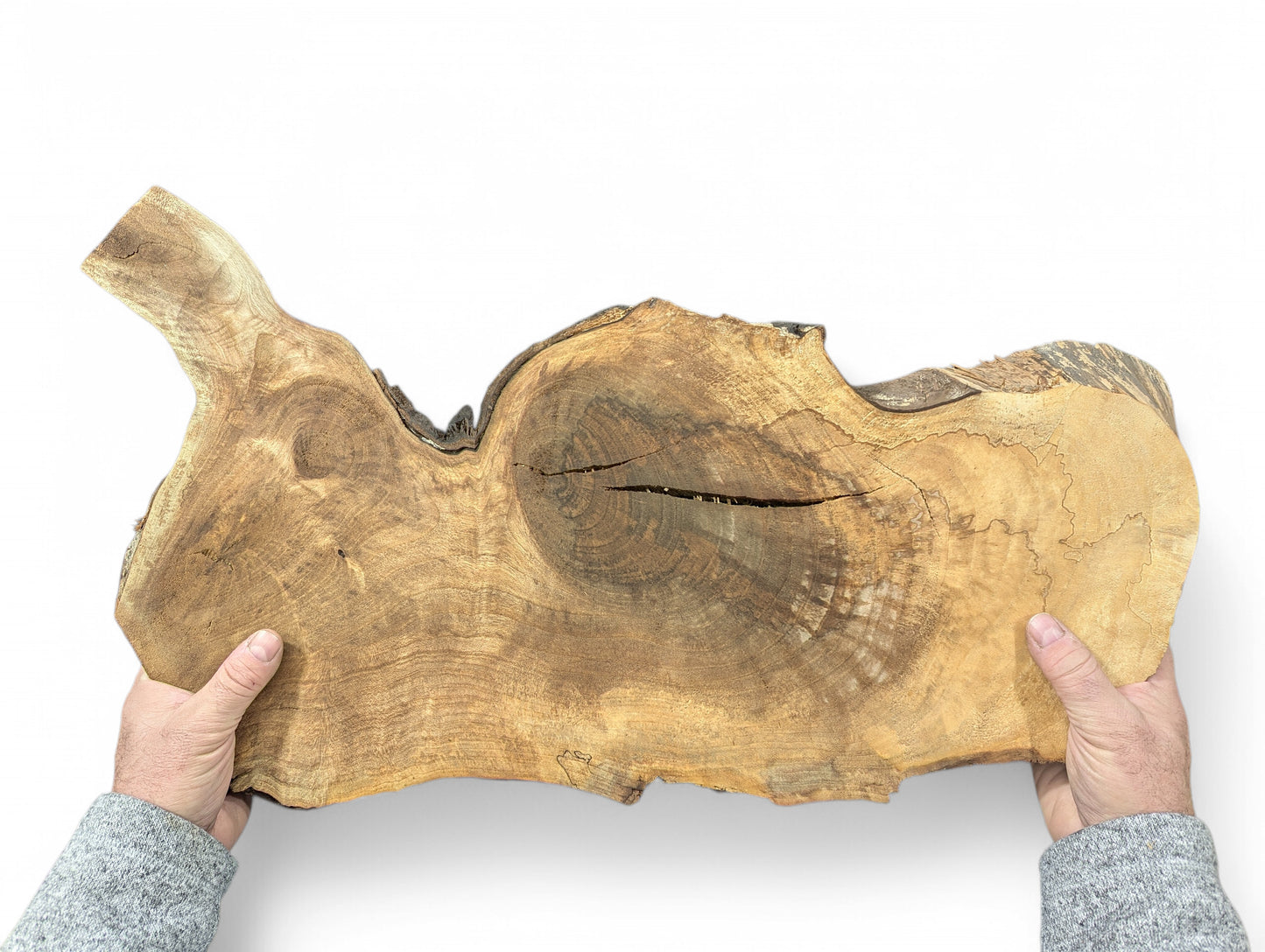 Two hands hold a live edge English walnut root wood slice, displaying its natural grain and irregular shape.