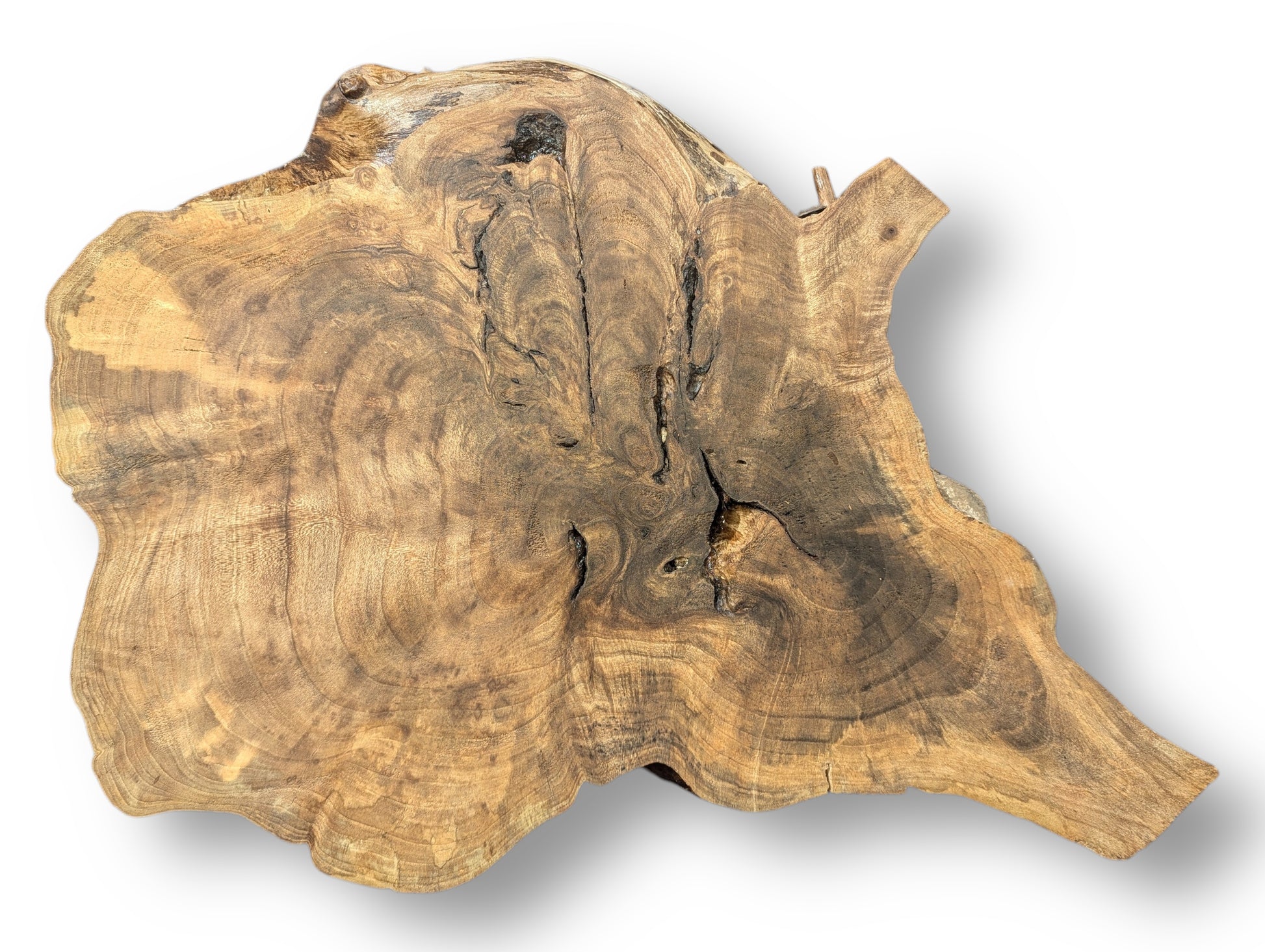 Irregularly shaped English walnut root wood slice displaying light and dark brown swirling grain and natural fissures.