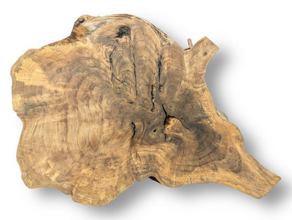 Irregularly shaped English walnut root wood slice displaying light and dark brown swirling grain and natural fissures.
