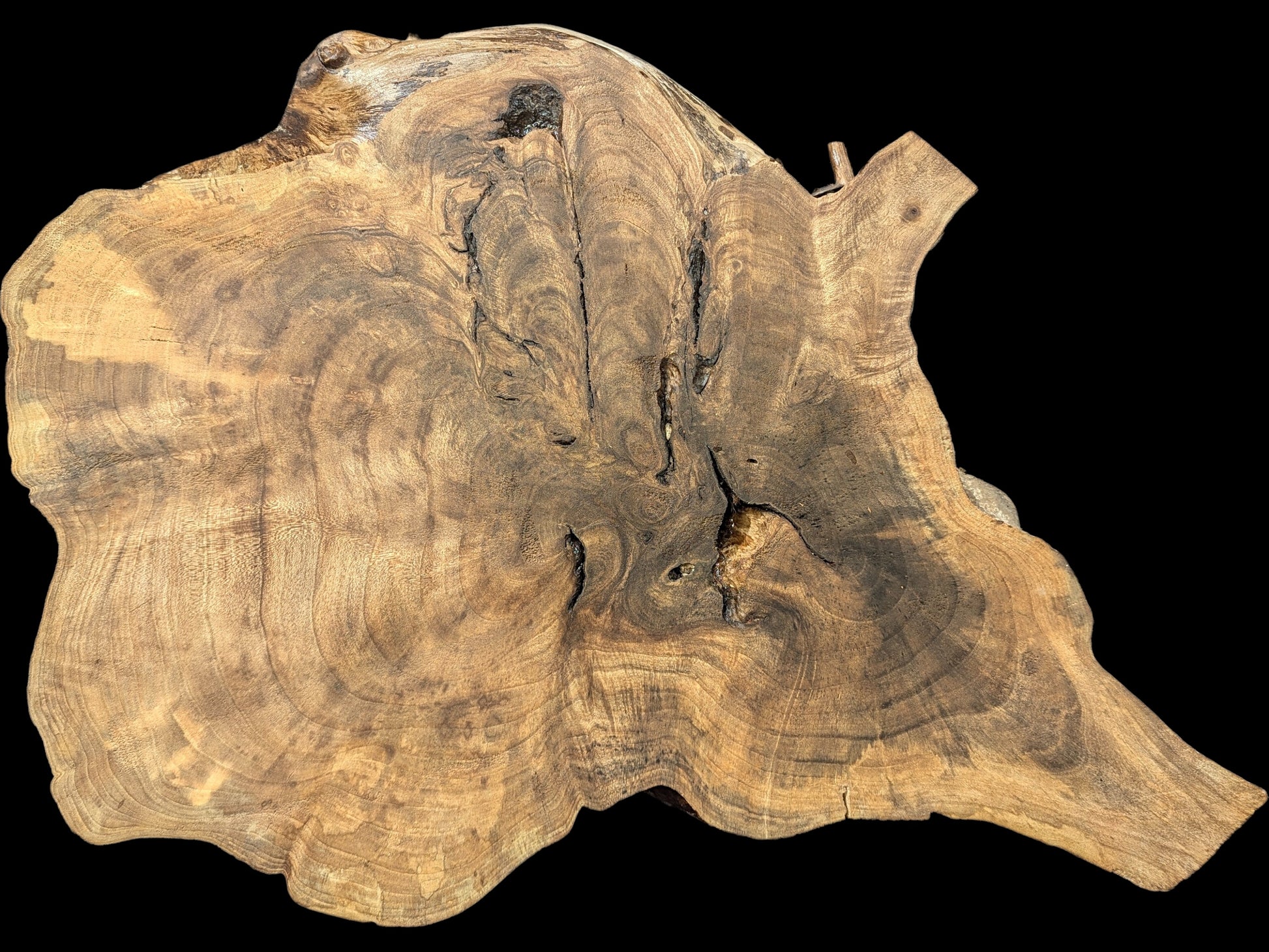 An irregular, brown English Walnut root wood slice displaying prominent swirling grain and natural imperfections.