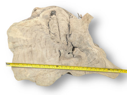 Pale brown, irregularly shaped live edge wood slice with prominent swirling grain and a yellow measuring tape.