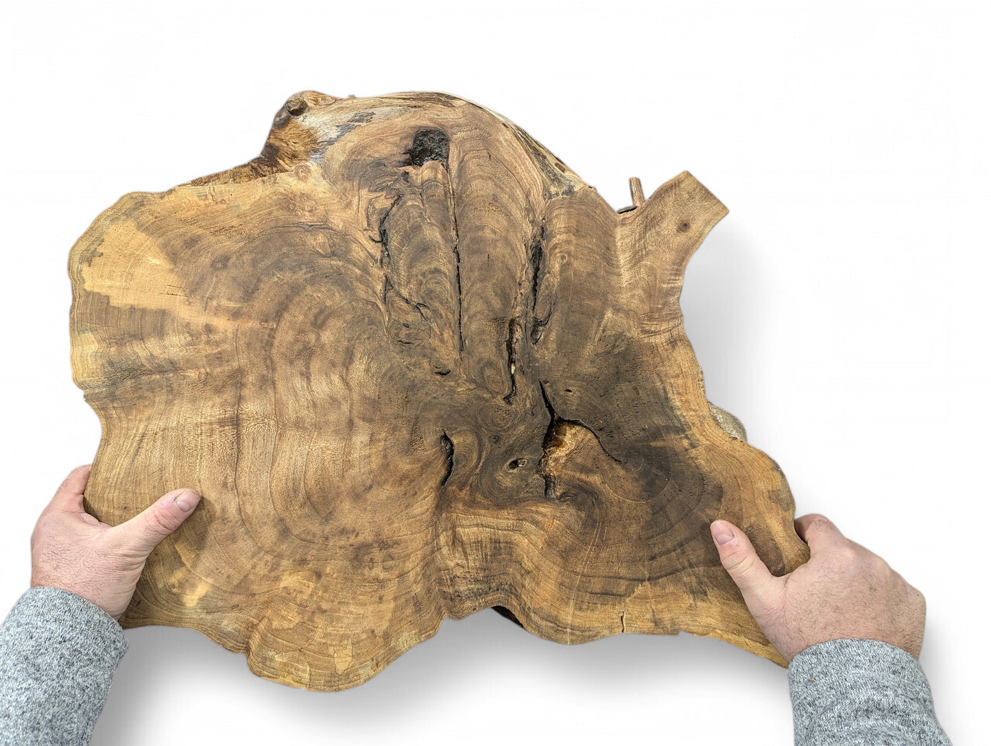 Two hands holding an irregularly shaped, live edge walnut wood slice with distinct grain patterns and natural imperfections.