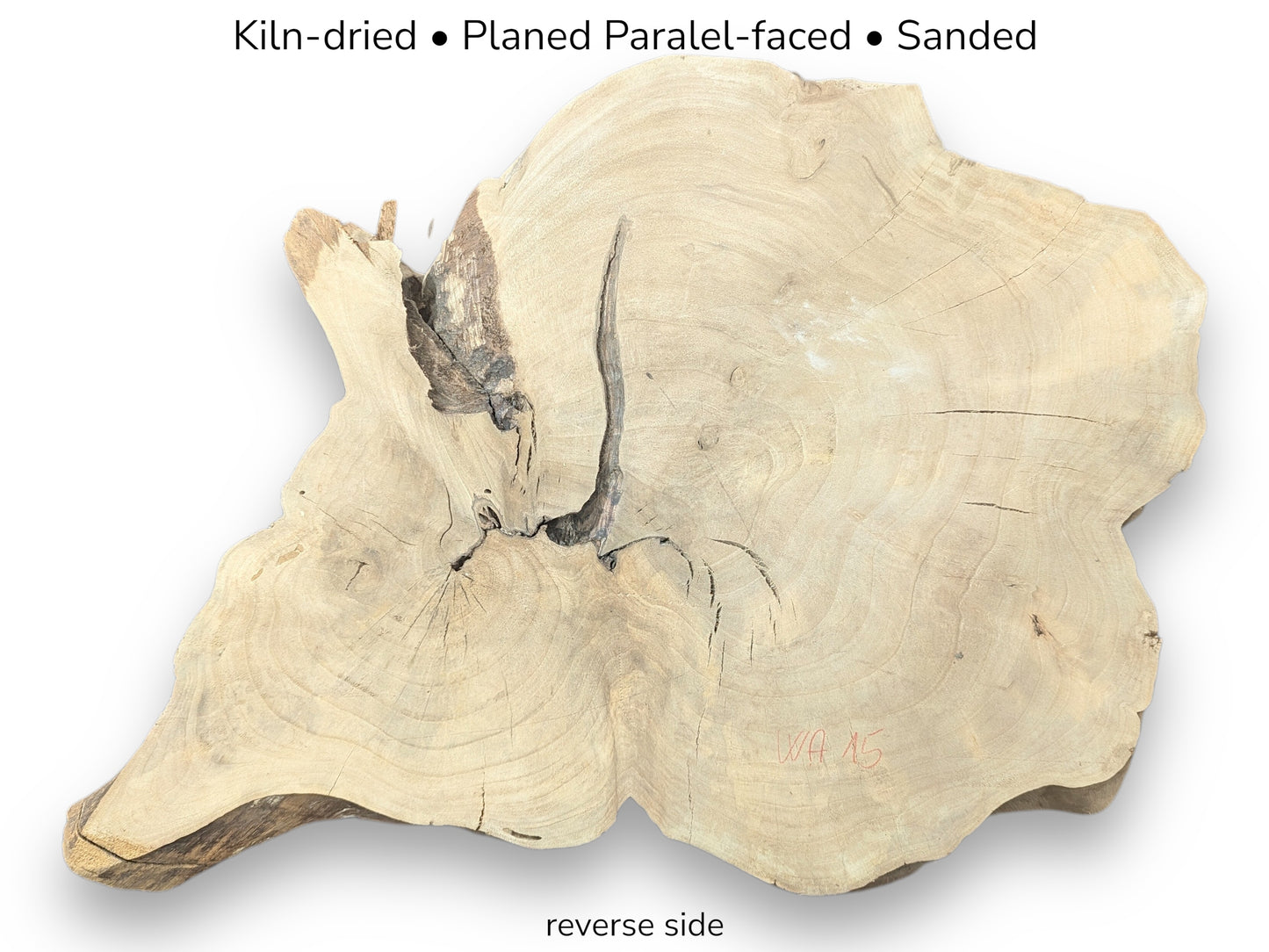 Image of a pale, irregularly shaped wood slice, its reverse side, with processing notes and 'WA 15'.