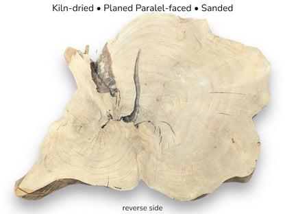 Image of a pale, irregularly shaped wood slice, its reverse side, with processing notes and 'WA 15'.