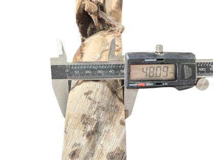 Measuring the thickness of a light tan, irregularly shaped root wood piece with a digital caliper, displaying 48.09.