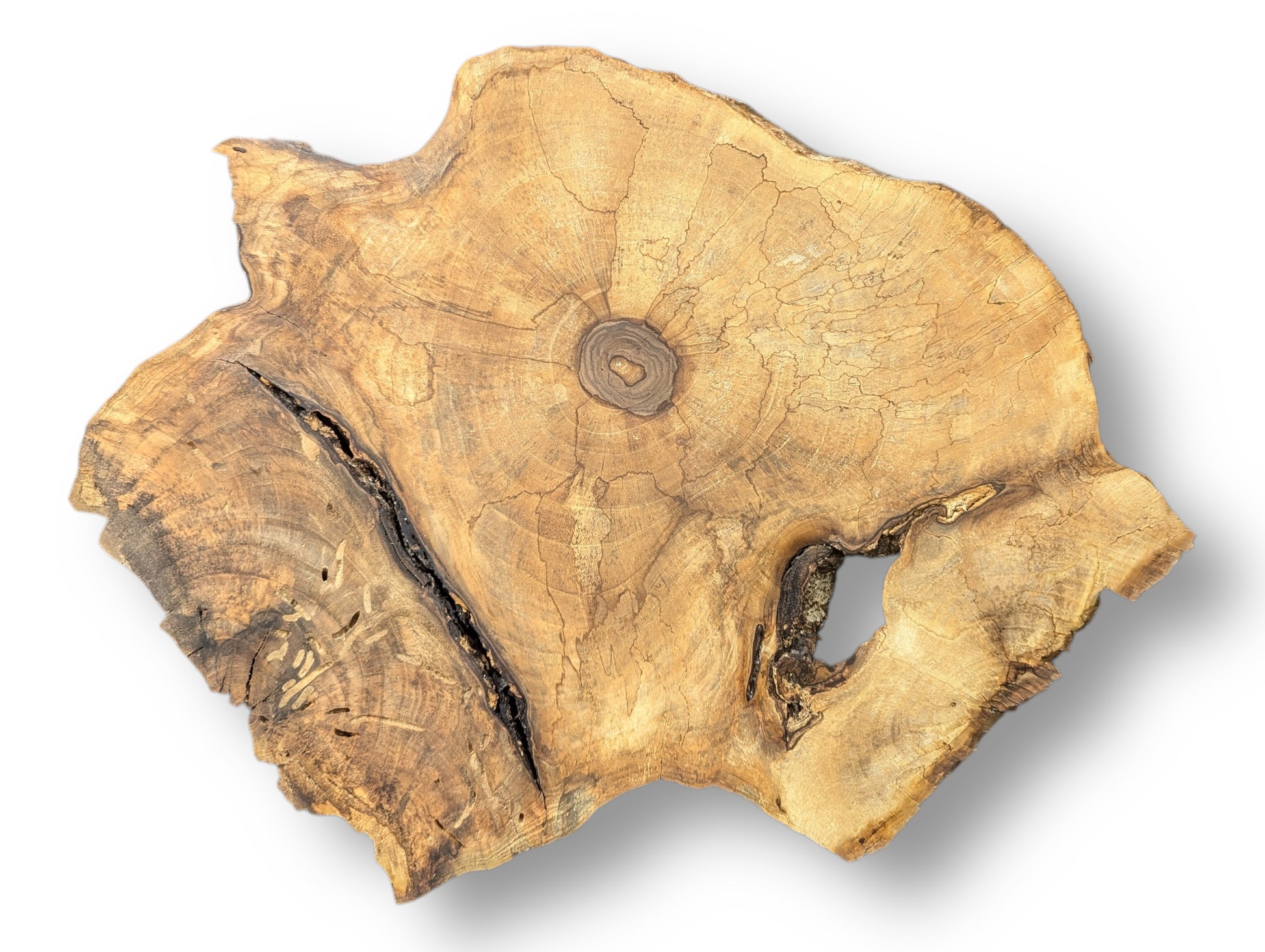Irregular light brown English walnut root wood slice with central rings, a deep crack, and a void.