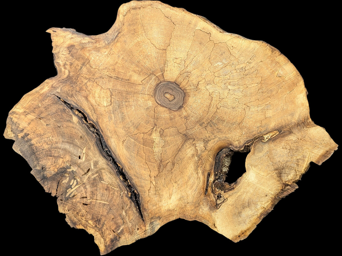 A light brown, irregular walnut root wood slice displaying a dark core, crack, void, and insect trails.