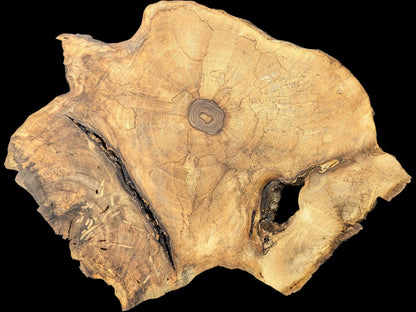 A light brown, irregular walnut root wood slice displaying a dark core, crack, void, and insect trails.