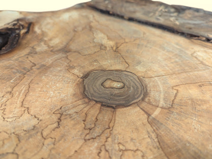 English walnut root wood slice featuring light brown wood, a dark central knot, and distinct growth rings.