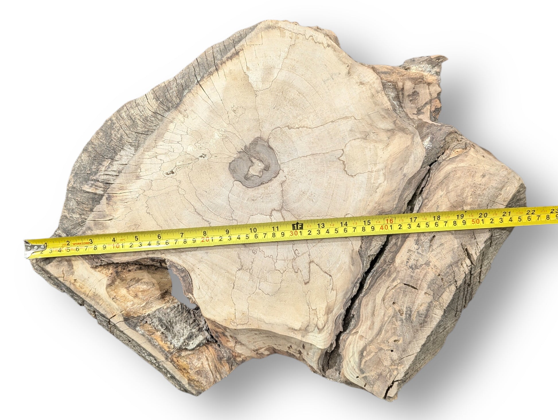 Pale, irregularly shaped walnut root wood slice with a dark central void, cracks, and measuring tape.