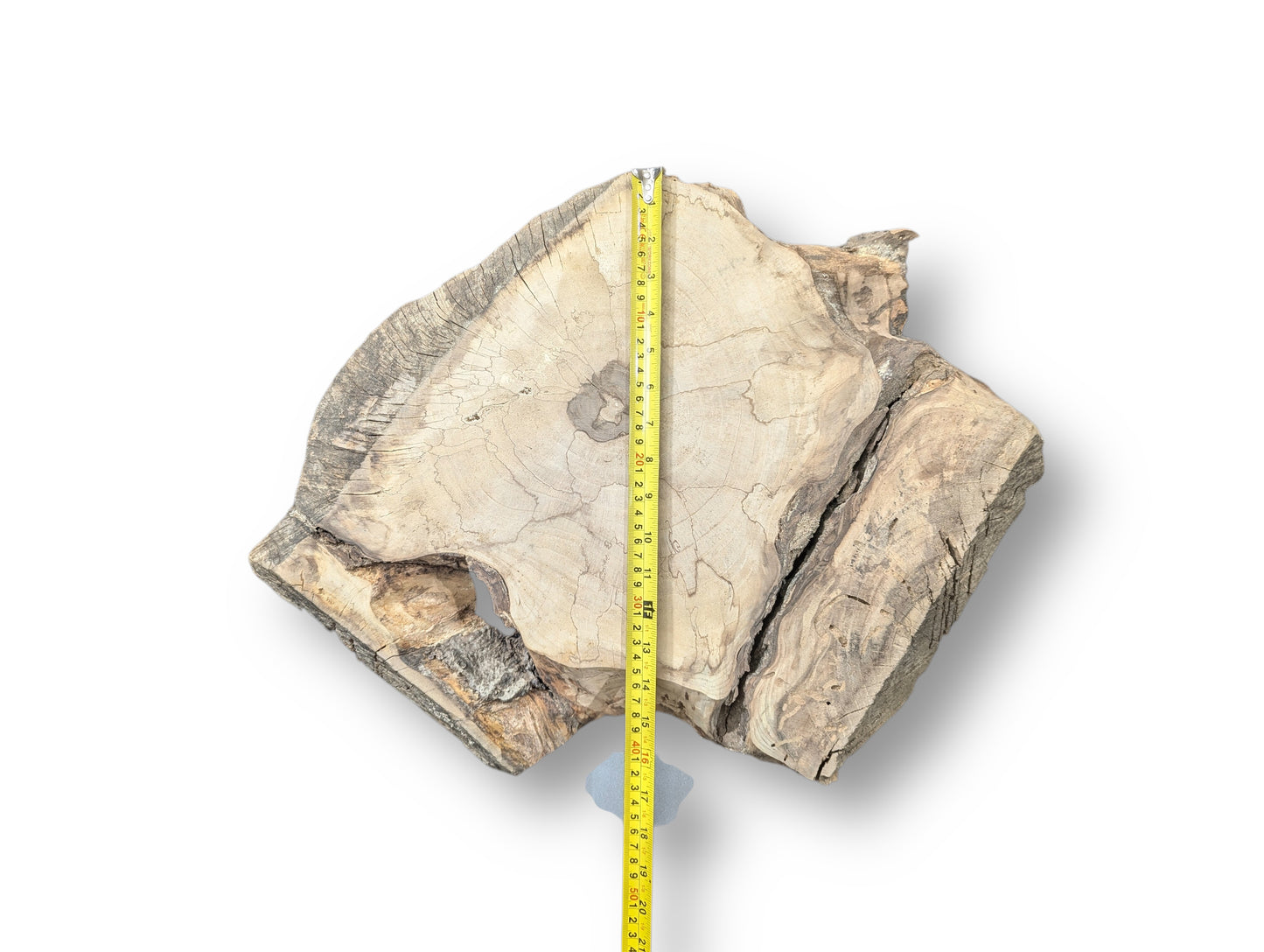 A light-colored, irregular English walnut root wood slice with cracks, measured by a yellow tape.