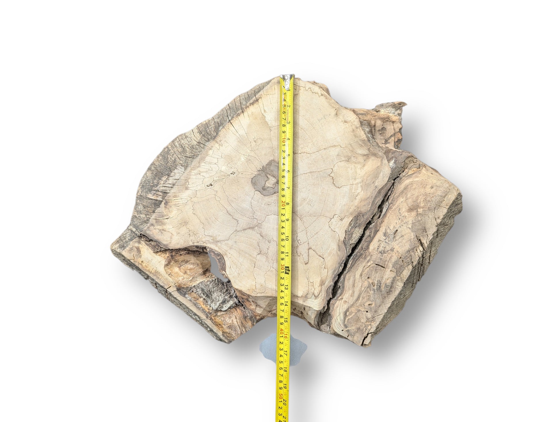 A light-colored, irregular English walnut root wood slice with cracks, measured by a yellow tape.