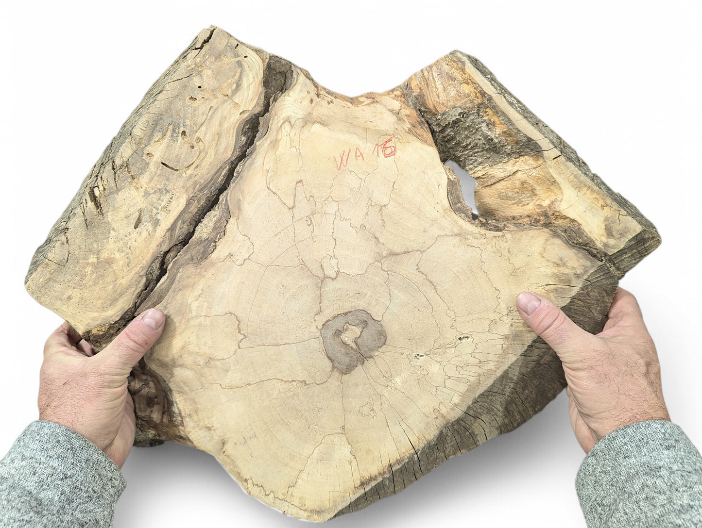 Hands holding an irregular light brown walnut wood slice, showing growth rings, cracks, and a natural void.