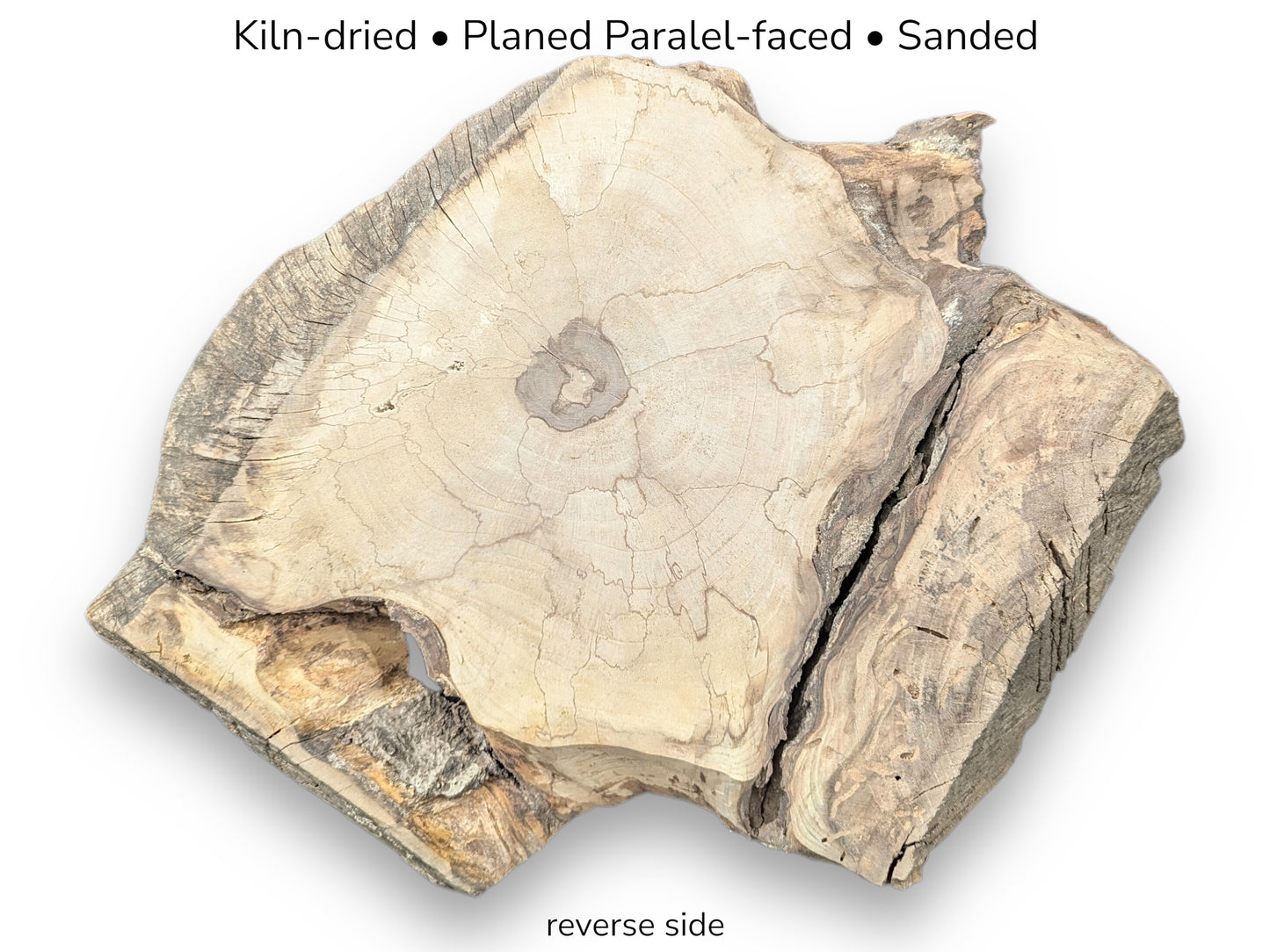 Light-colored walnut root slice reverse side displaying central knot, cracks, irregular edges, and specification text.