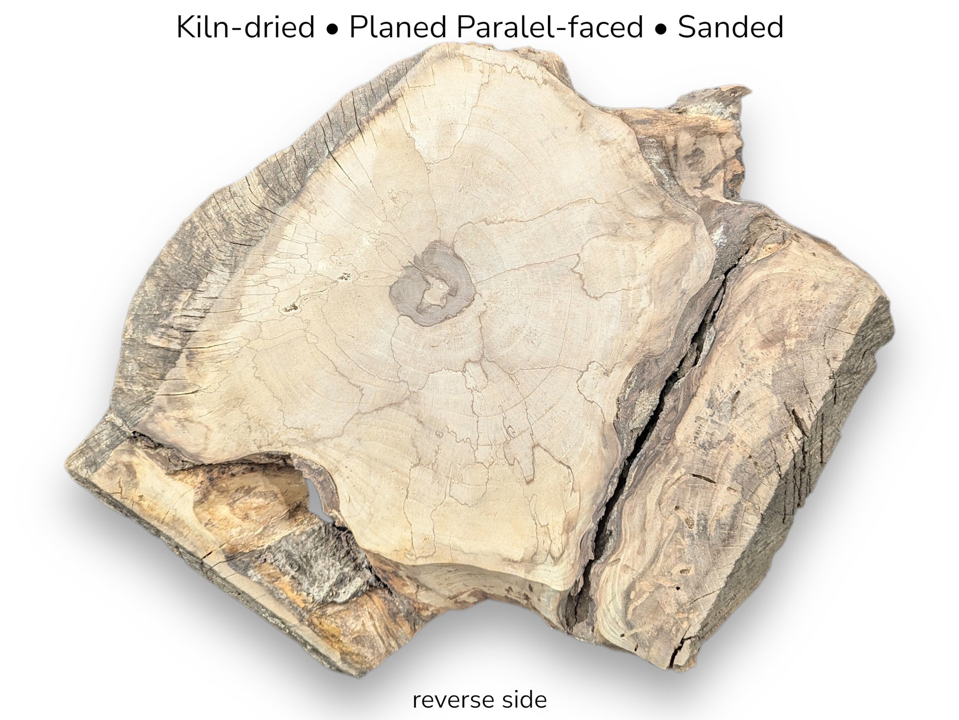 Light-colored walnut root slice reverse side displaying central knot, cracks, irregular edges, and specification text.