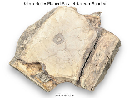 Light-colored walnut root slice reverse side displaying central knot, cracks, irregular edges, and specification text.