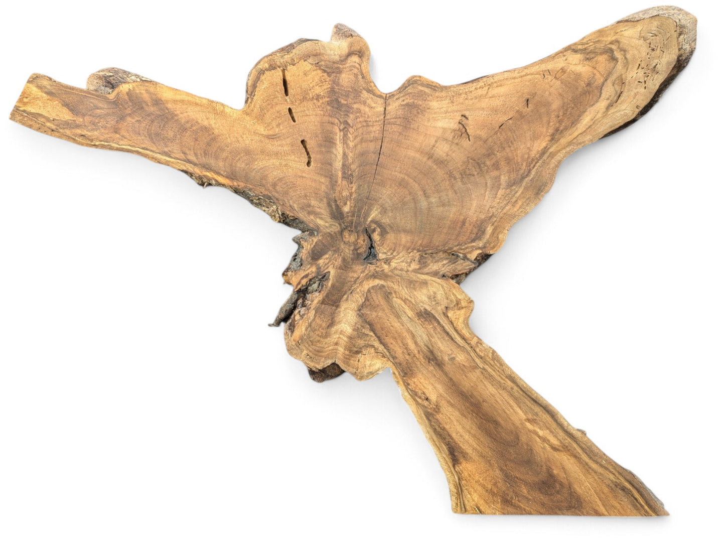 Rough-edged English walnut root wood slice, featuring an irregular shape, prominent grain patterns, and small surface holes.
