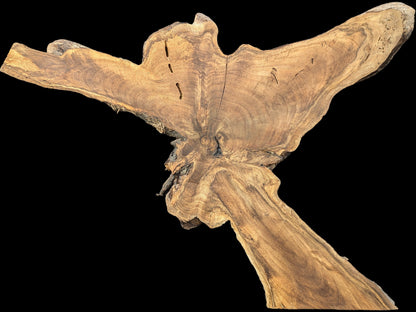 Organic-shaped English Walnut root wood slice displaying prominent grain, natural live edges, and varying brown tones.