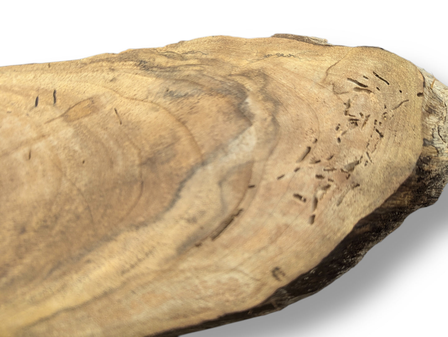 Light brown wood slice displays swirling grain patterns and many small insect holes, with a rough natural edge.