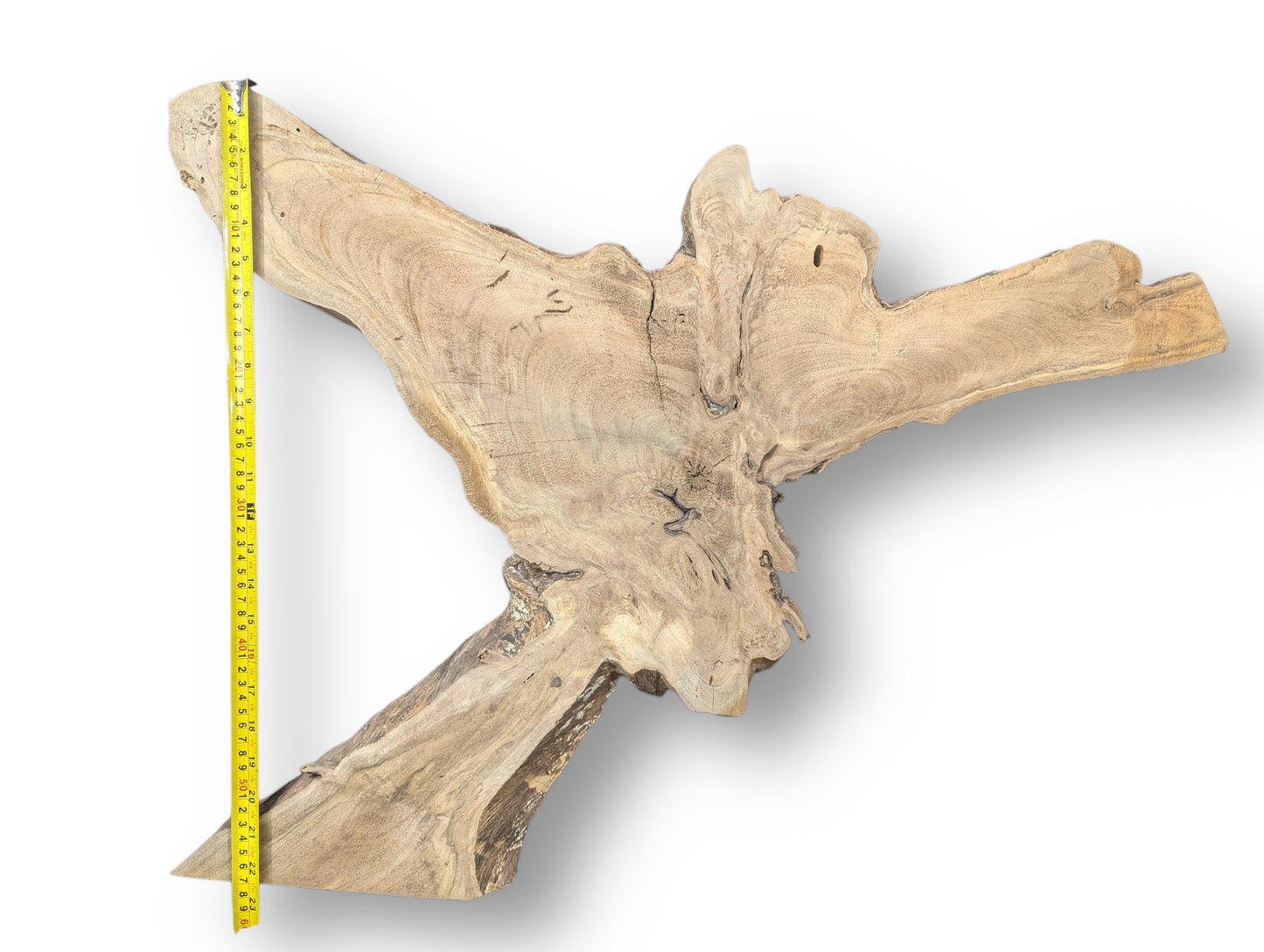 A yellow tape measure measures the length of an irregular, pale brown wood slice.