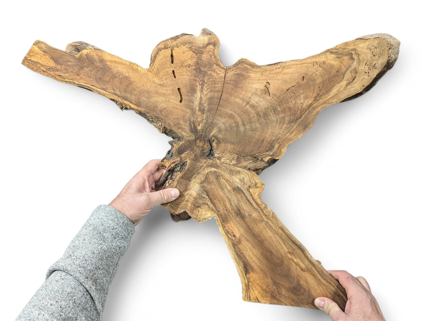 Hands hold an irregular, light brown English Walnut root wood slice, showcasing prominent grain and natural edges.