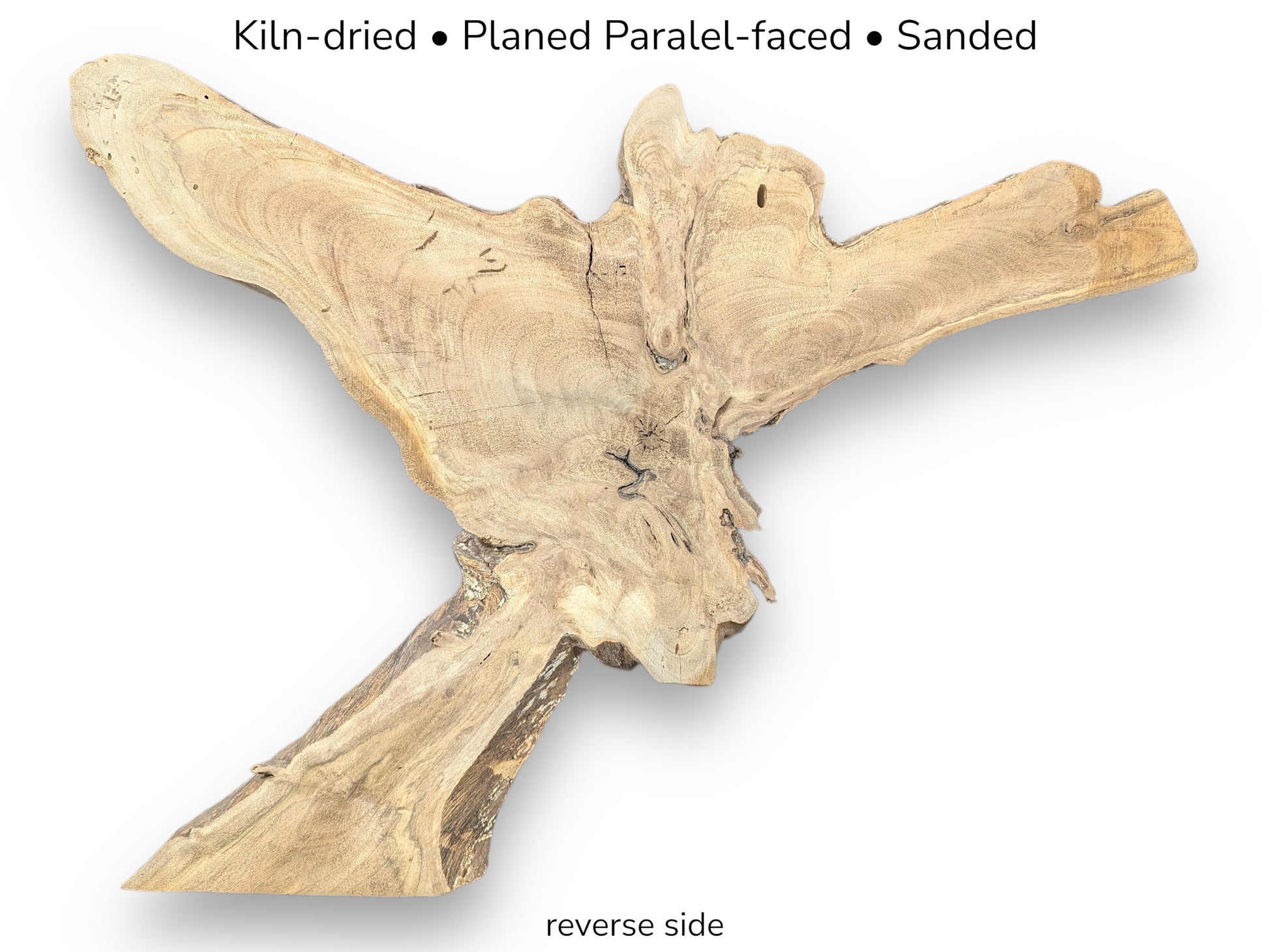 An irregular, light brown English Walnut root wood slice, reverse side, with text stating kiln-dried, planed, sanded.