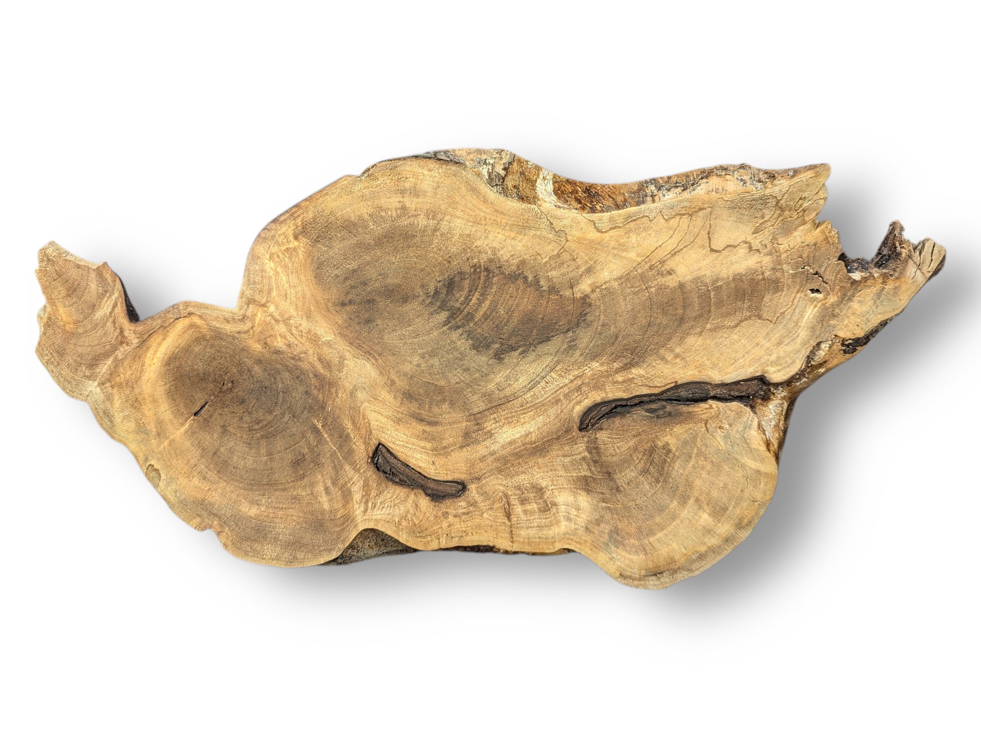 This irregular, light brown wood slice features prominent growth rings, swirling grain, and dark natural voids.