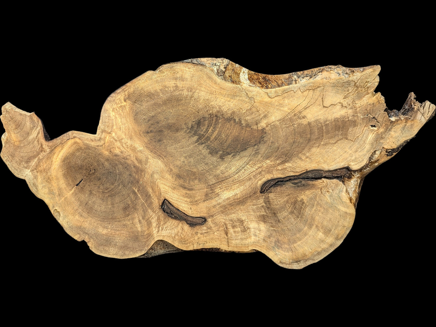 Irregular light brown English Walnut root wood slice, showcasing distinct grain patterns and natural dark cracks.