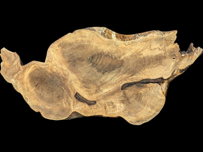 Irregular light brown English Walnut root wood slice, showcasing distinct grain patterns and natural dark cracks.