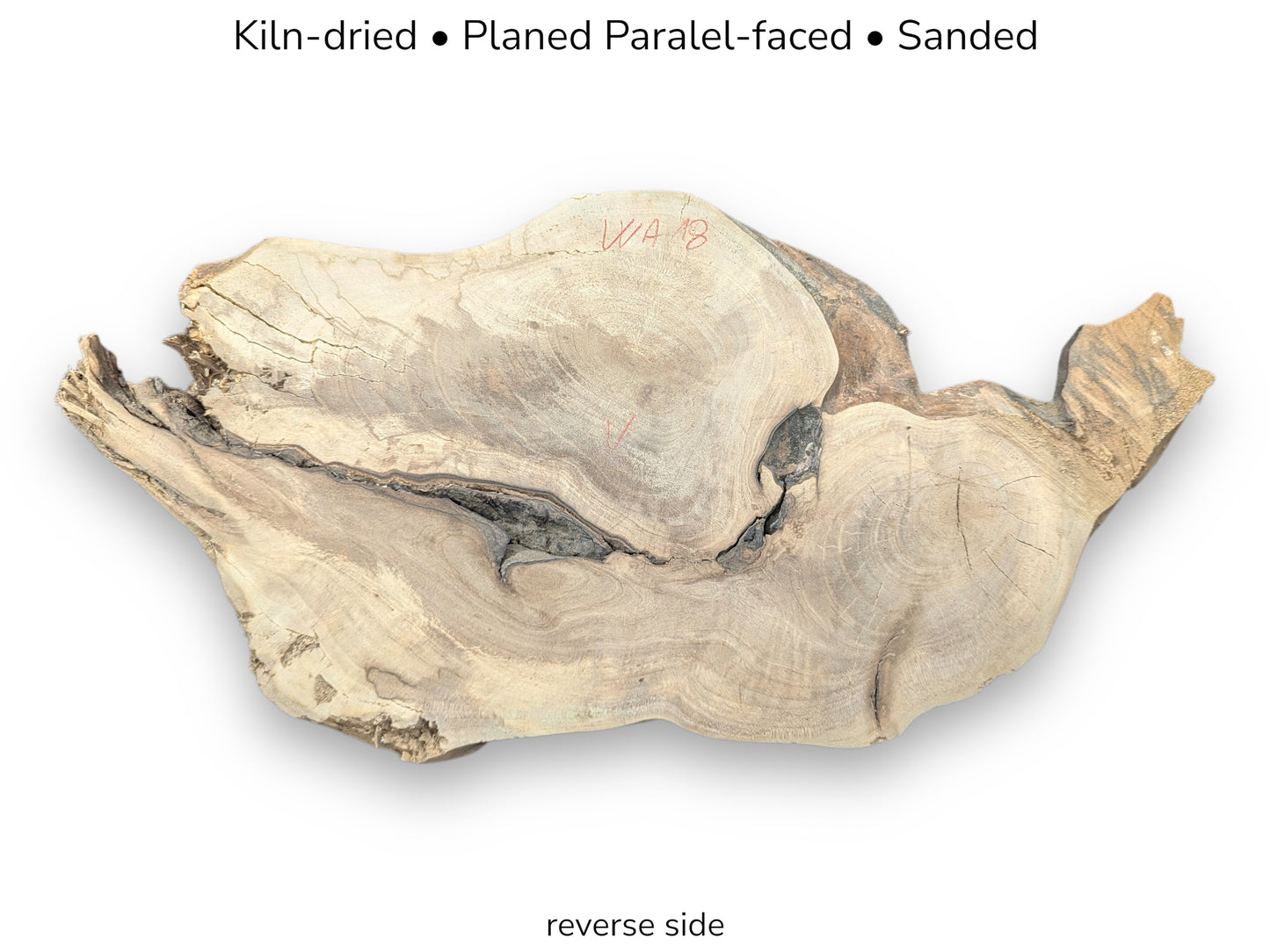 Reverse view of pale walnut root slice with deep cracks, red markings, and processing text labels.