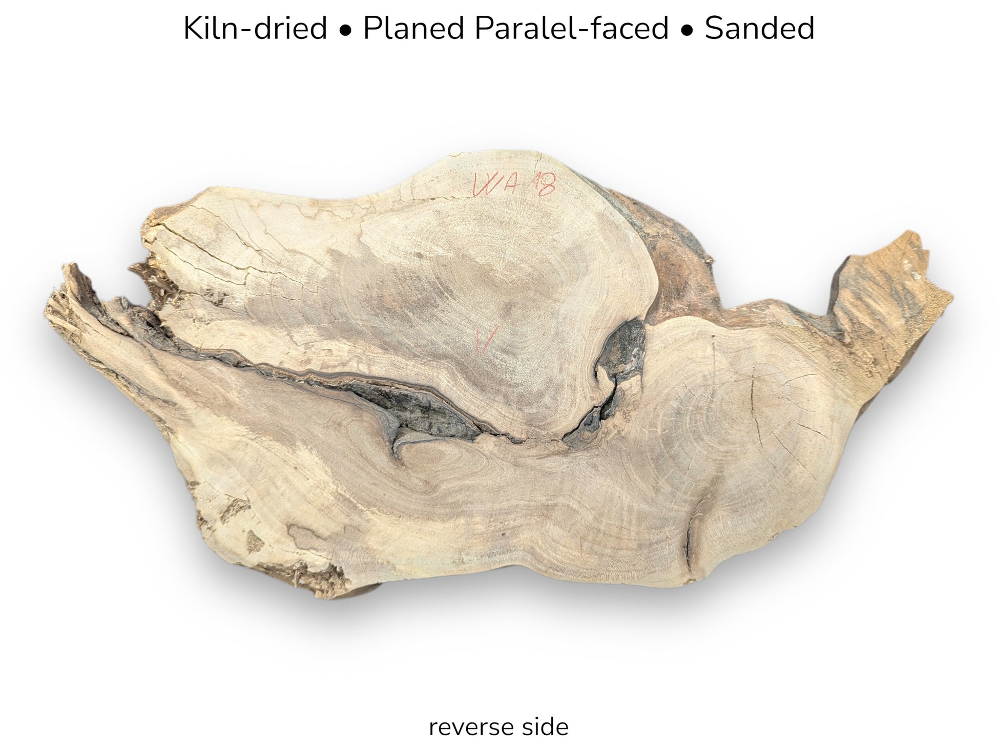 Reverse view of pale walnut root slice with deep cracks, red markings, and processing text labels.