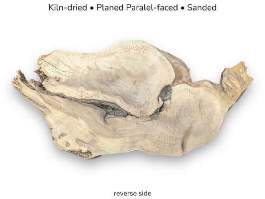 Reverse view of pale walnut root slice with deep cracks, red markings, and processing text labels.