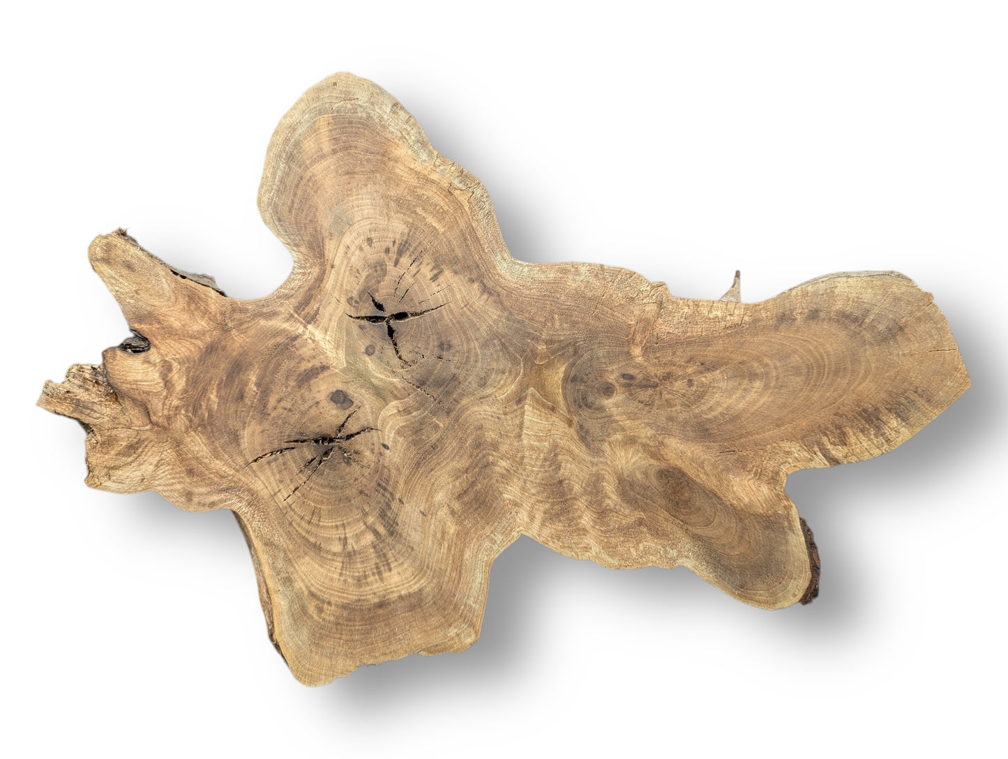 This irregular brown wood slice features prominent concentric grain, swirling patterns, and dark star-shaped cracks.