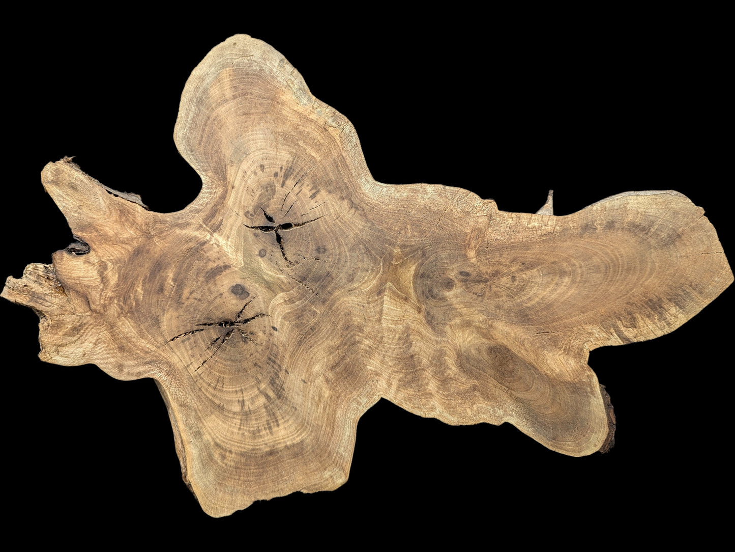 Irregular English walnut root wood slice featuring prominent grain, varied brown tones, and multiple dark cracks.