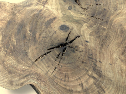 Walnut root wood slice's light brown surface features prominent dark grain rings and a central star-shaped crack.