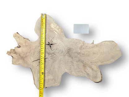 Light brown, irregular wood slice with prominent grain, dark cracks, a yellow measuring tape, and a gray rectangle.