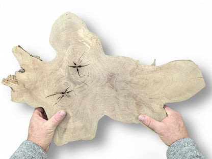 Hands hold an irregularly shaped, light English walnut root wood slice, displaying prominent grain and two dark cracks.