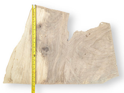 An irregular light brown wood slice displays swirling grain patterns and a vertical yellow measuring tape.