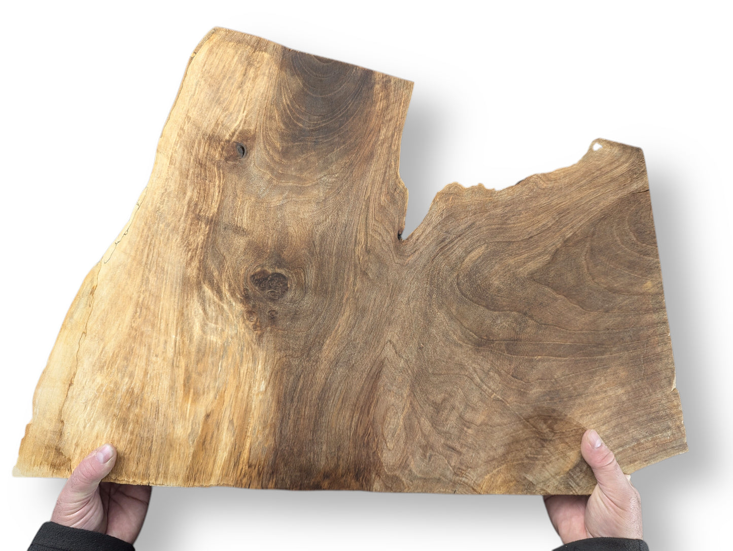 Two hands hold an irregularly shaped walnut wood slice, revealing its varied brown grain and knot.