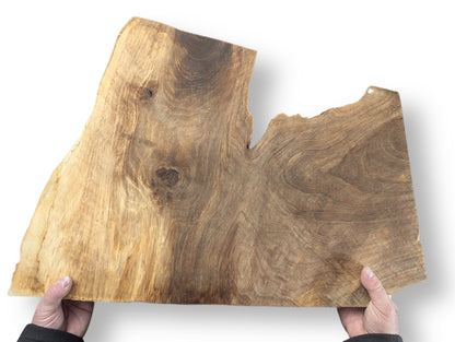 Two hands hold an irregularly shaped walnut wood slice, revealing its varied brown grain and knot.