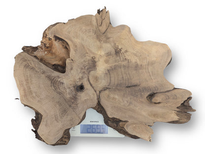 This irregular, light brown wood slice with swirling grain, dark voids, rests on a scale showing 2693.