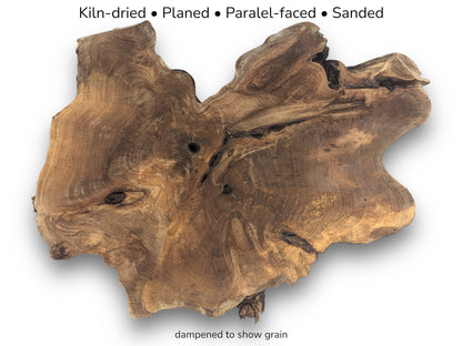 Irregular English walnut root wood slice displaying rich brown grain patterns and knots on white background.